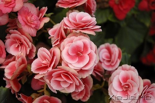 ѡ��������£�ڹ�Ϳ��������� (7)