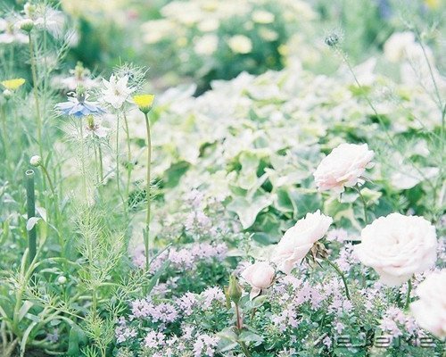 晚安心语:选择最淡的心事,诠释坎坷的人生 (6)