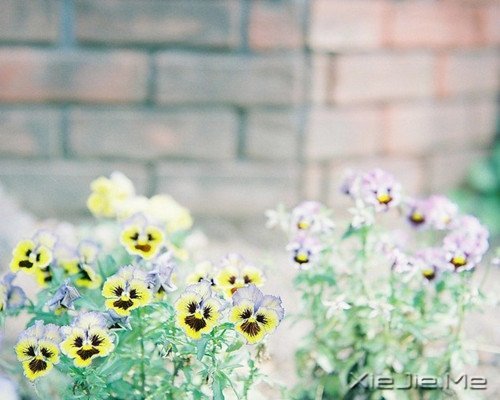 晚安心语:选择最淡的心事,诠释坎坷的人生 (4)