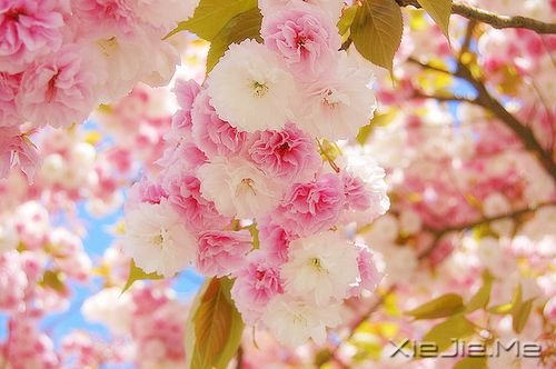 晚安心语:愿你成为自己的太阳 (9)