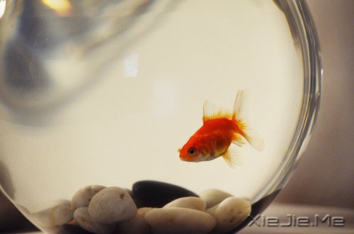 感人故事:三条鱼的故事